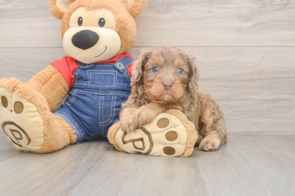 Hypoallergenic Cavadoodle Poodle Mix Puppy