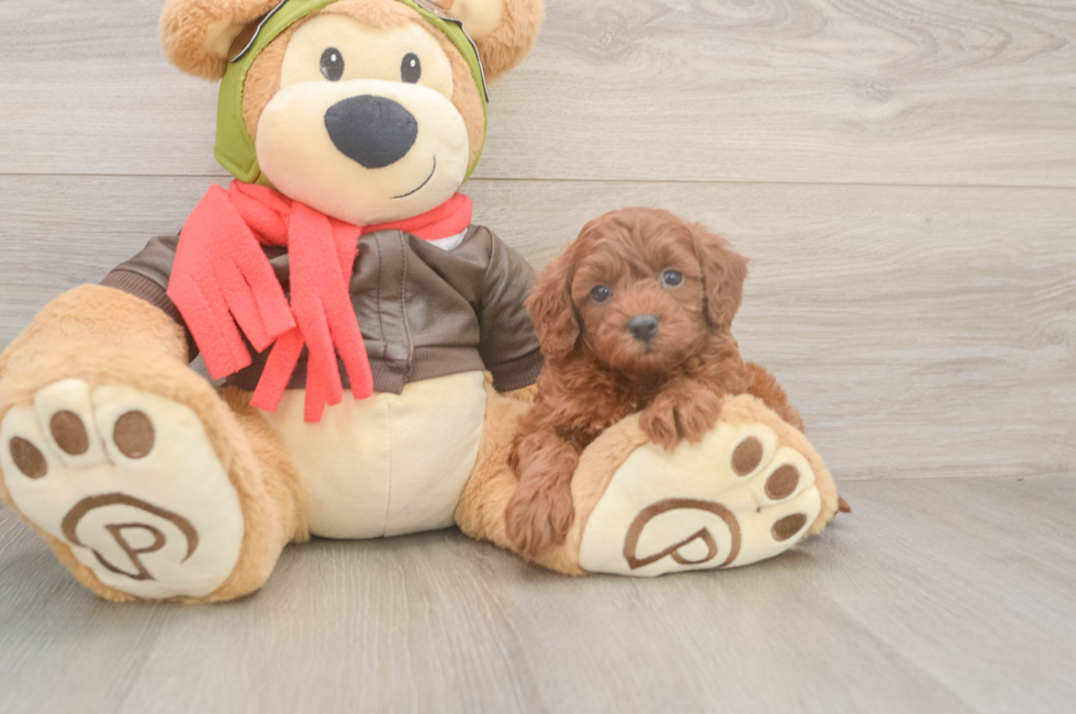 5 week old Cavapoo Puppy For Sale - Premier Pups