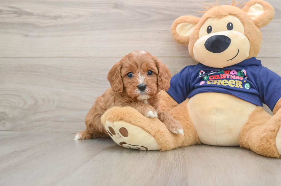 5 week old Cavapoo Puppy For Sale - Premier Pups