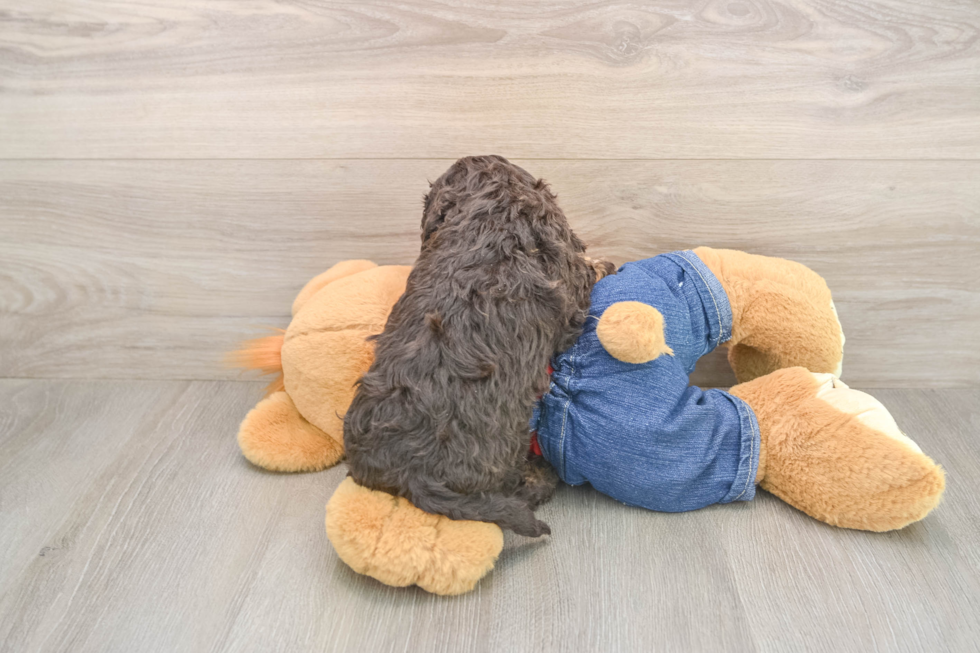 Cavapoo Pup Being Cute