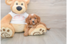 Cavapoo Pup Being Cute