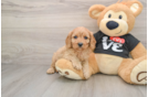 Cavapoo Puppy for Adoption