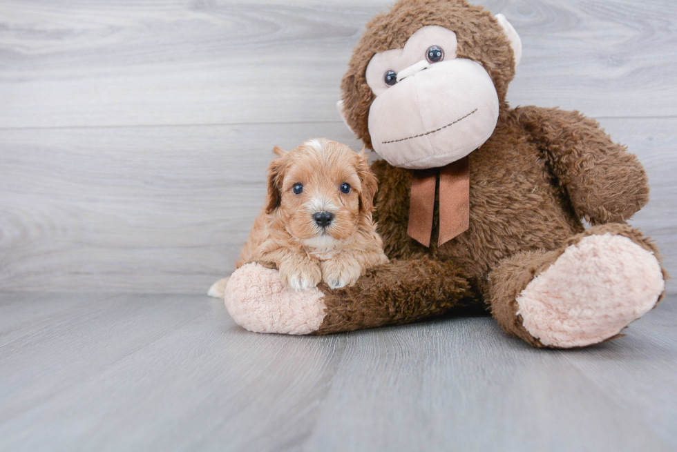 Adorable Cavoodle Poodle Mix Puppy