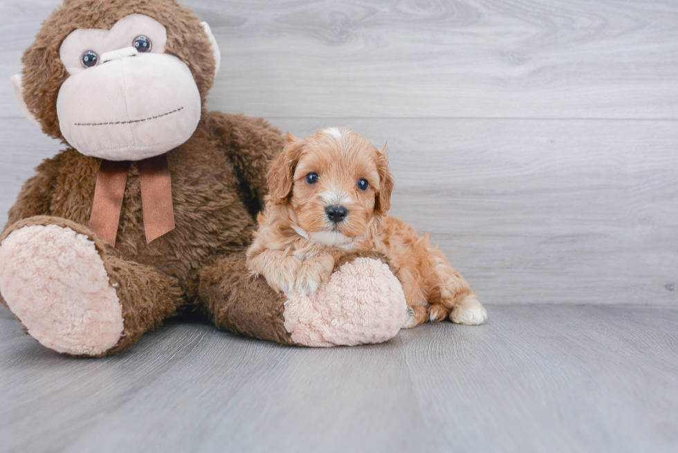 Cute Cavapoo Baby