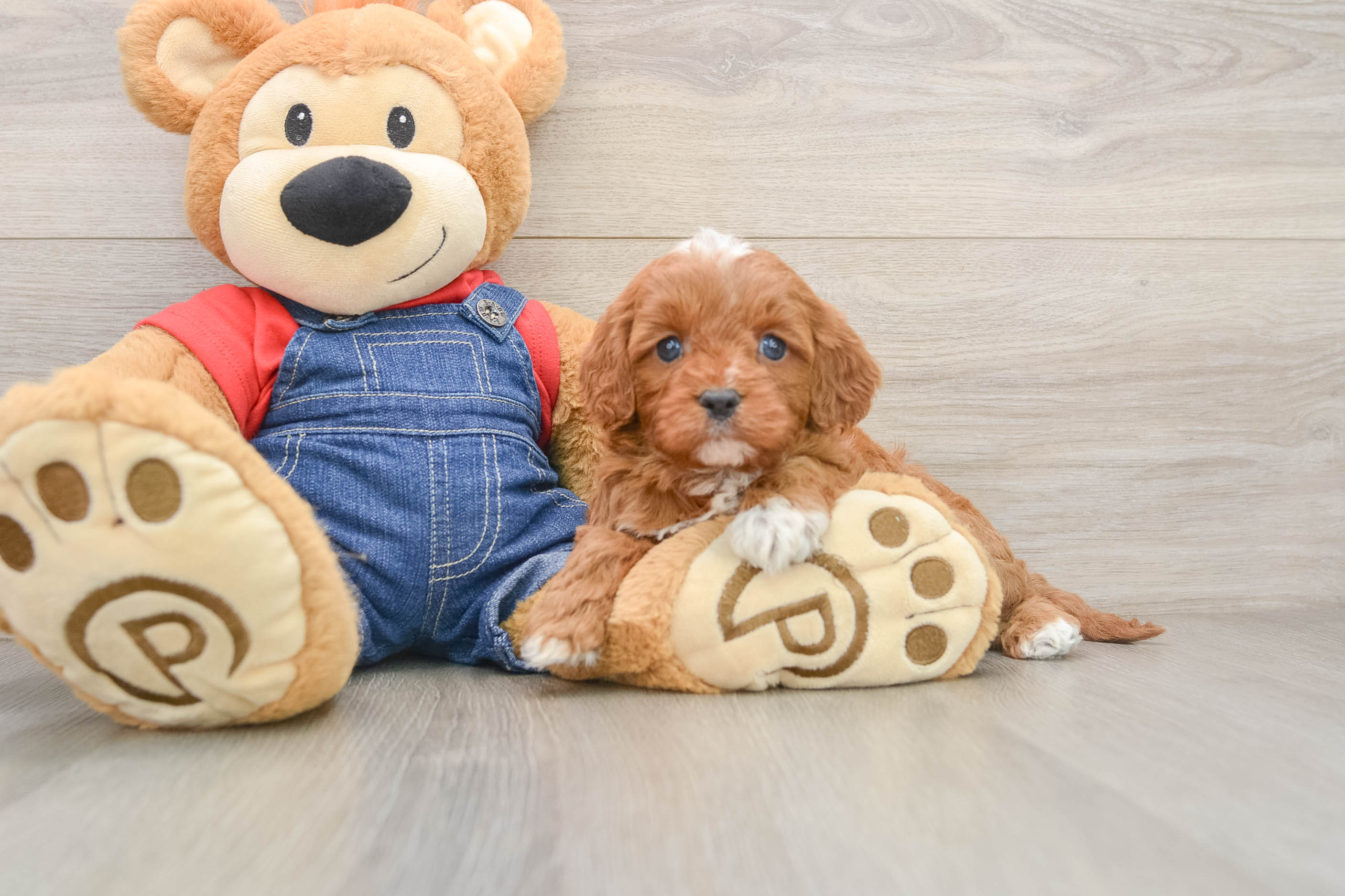 Cavapoo Puppy for Adoption