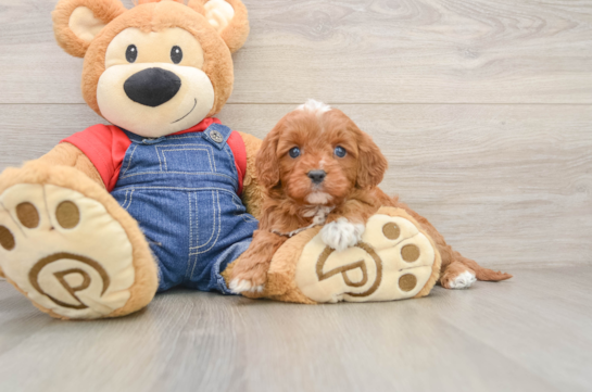Cavapoo Puppy for Adoption