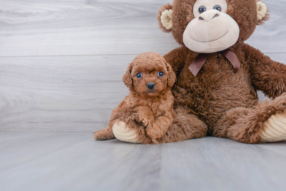 Adorable Cavoodle Poodle Mix Puppy