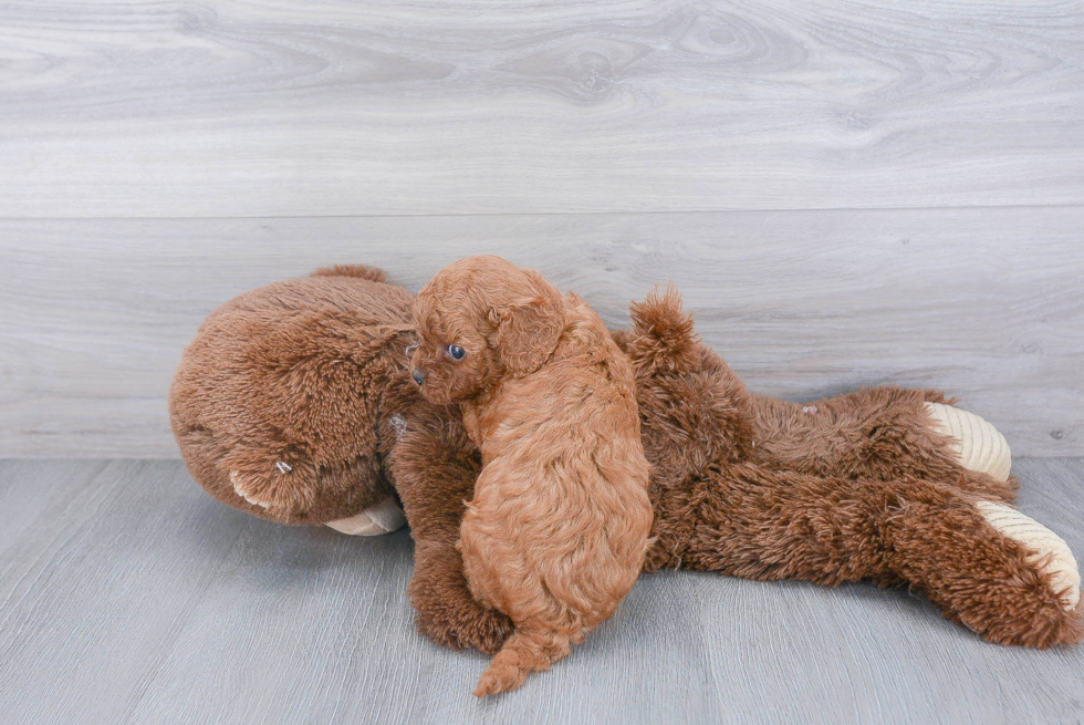 Cavapoo Puppy for Adoption