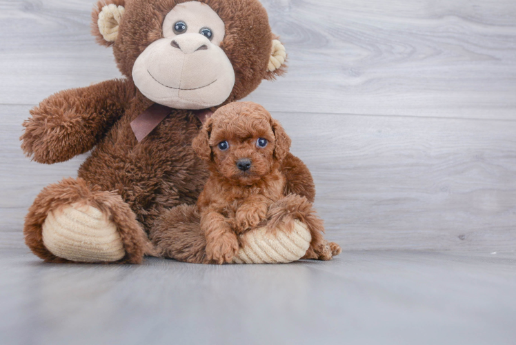 Best Cavapoo Baby