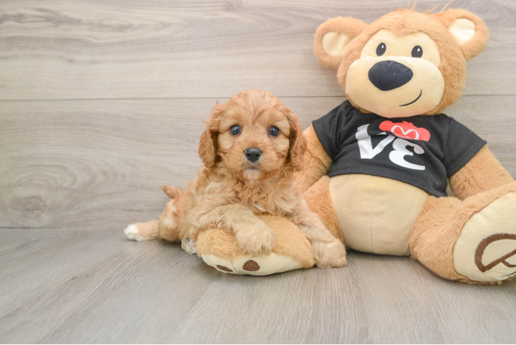 Cute Cavapoo Baby