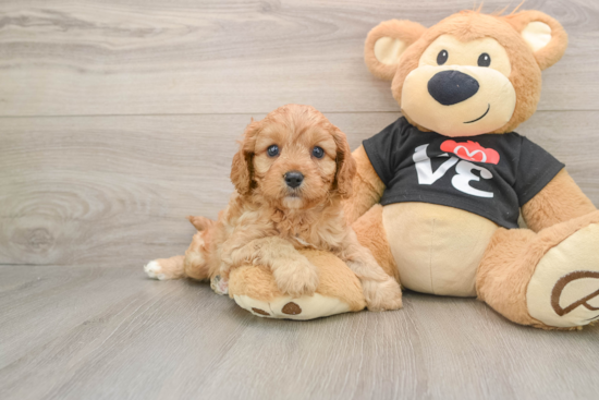 Cute Cavapoo Baby