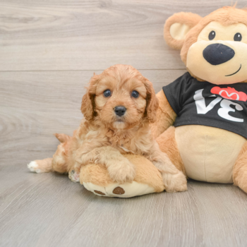 Cute Cavapoo Baby