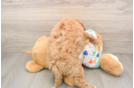 Cavapoo Puppy for Adoption