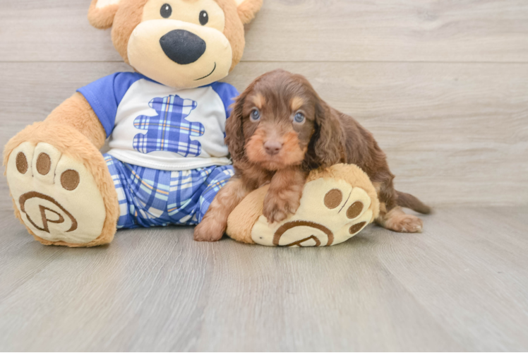 Cute Cavapoo Baby