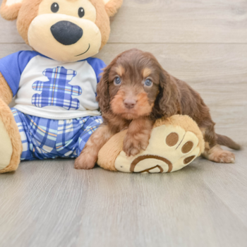 Cute Cavapoo Baby