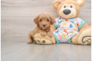 Fluffy Cavapoo Poodle Mix Pup
