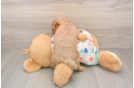 Cavapoo Puppy for Adoption