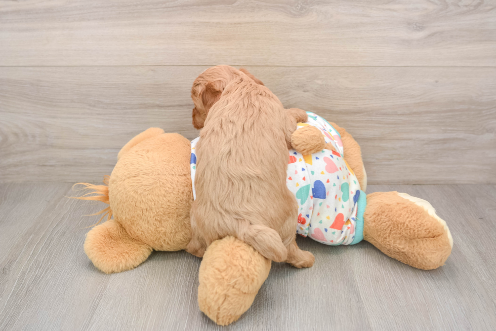 Cavapoo Puppy for Adoption