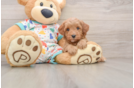 Little Cavipoo Poodle Mix Puppy