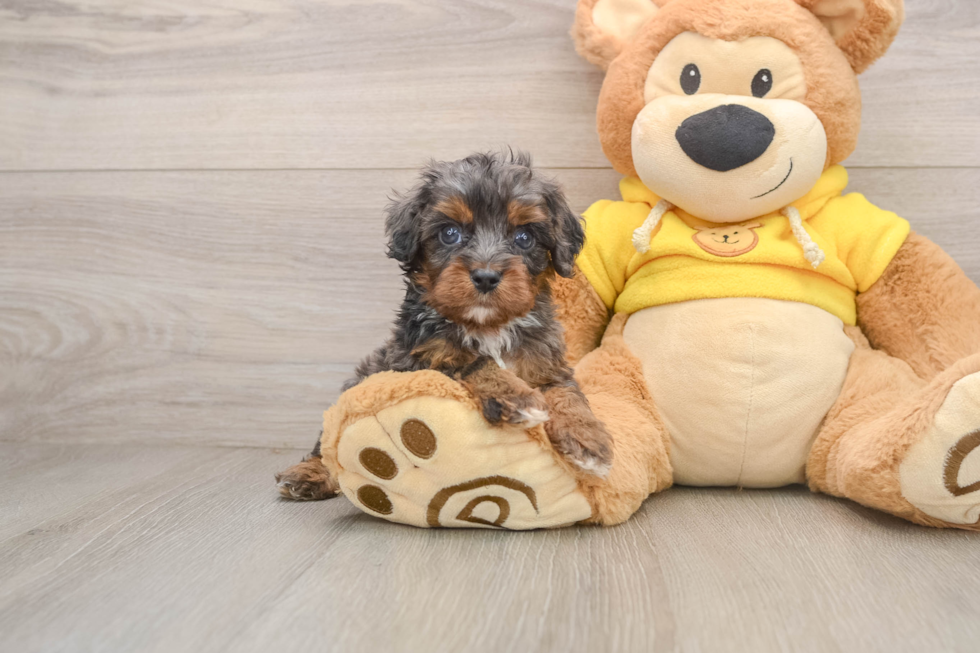 Smart Cavapoo Poodle Mix Pup