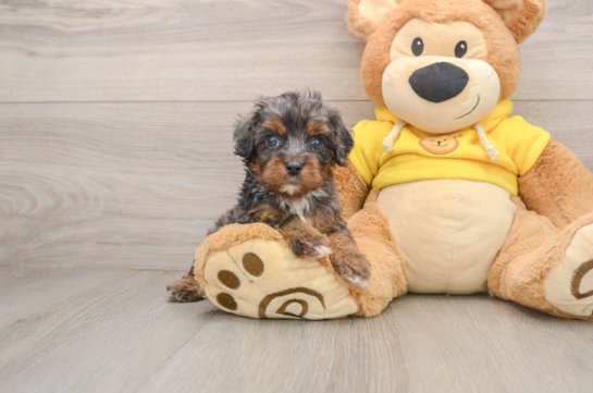 Smart Cavapoo Poodle Mix Pup