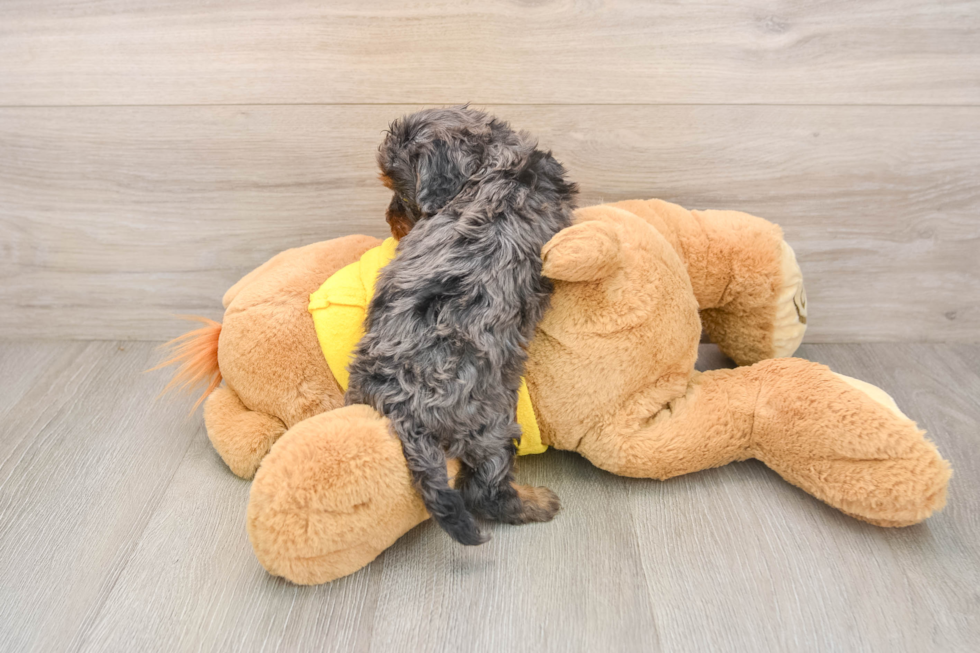 Friendly Cavapoo Baby