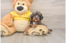 Adorable Cavalier King Charles Spaniel and Poodle Mix Poodle Mix Puppy