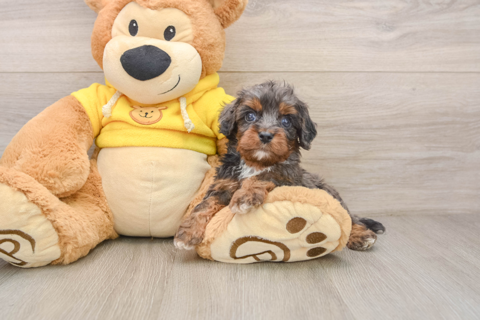 Adorable Cavalier King Charles Spaniel and Poodle Mix Poodle Mix Puppy