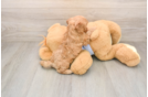 Cavapoo Pup Being Cute