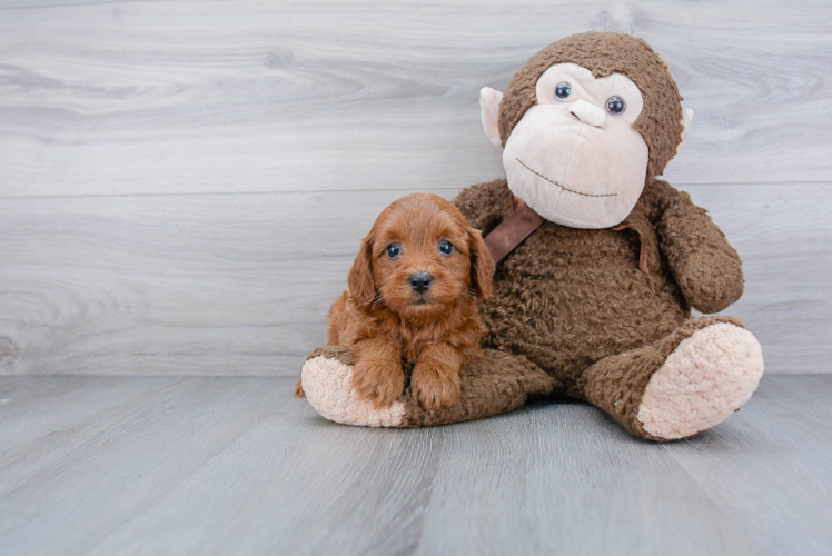 Cavapoo Puppy for Adoption