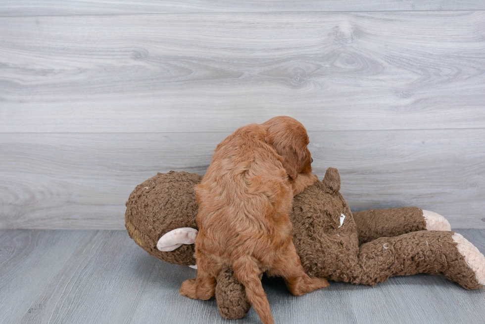 Playful Cavoodle Poodle Mix Puppy