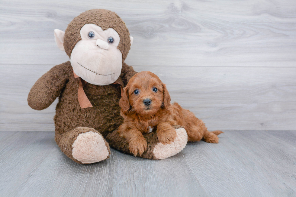 Cavapoo Pup Being Cute