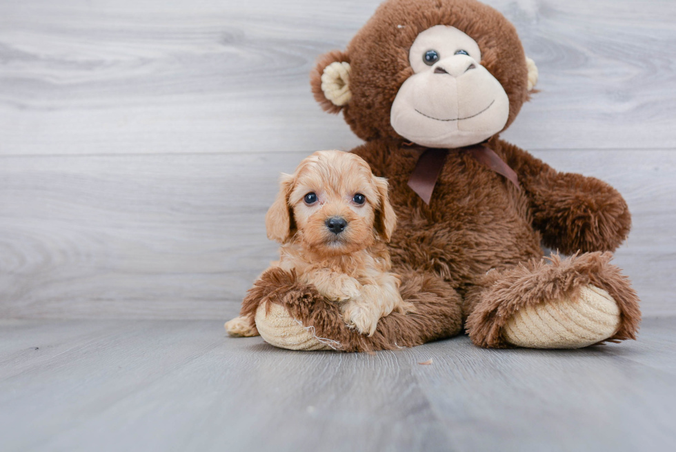 Petite Cavapoo Poodle Mix Pup