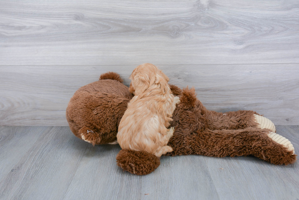 Friendly Cavapoo Baby