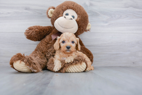 Cavapoo Puppy for Adoption