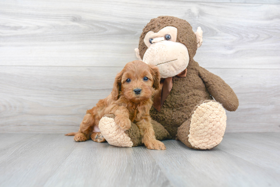 Cavapoo Pup Being Cute