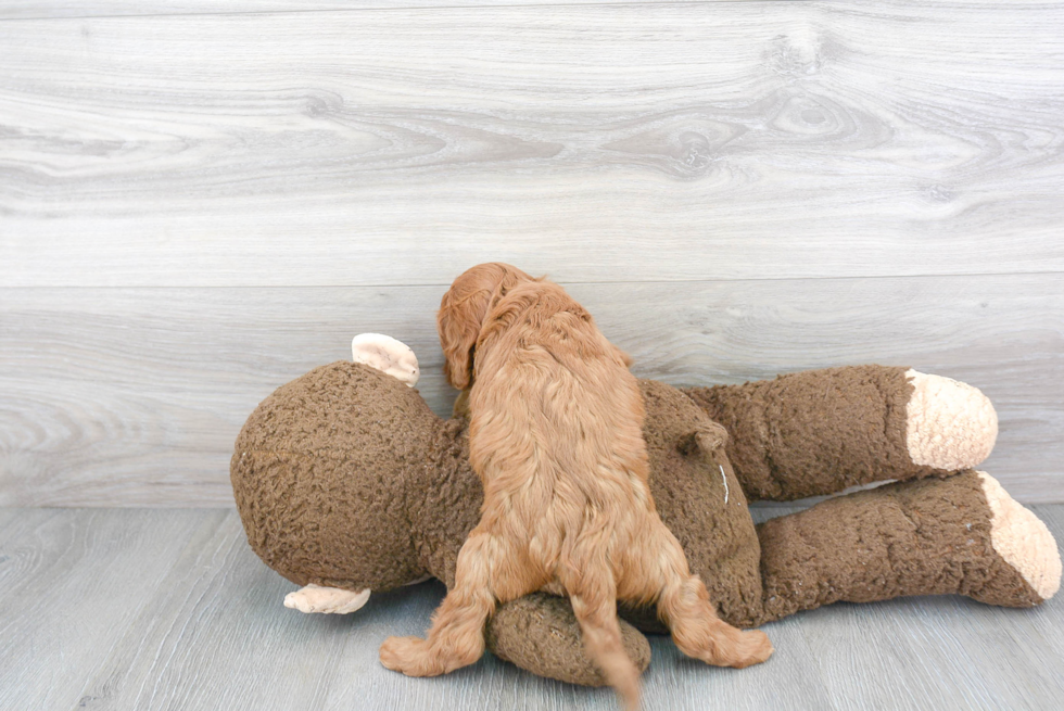 Sweet Cavapoo Baby