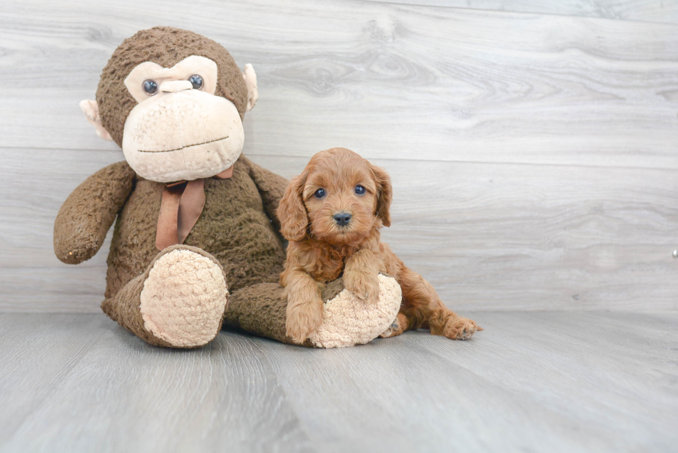 Happy Cavapoo Baby