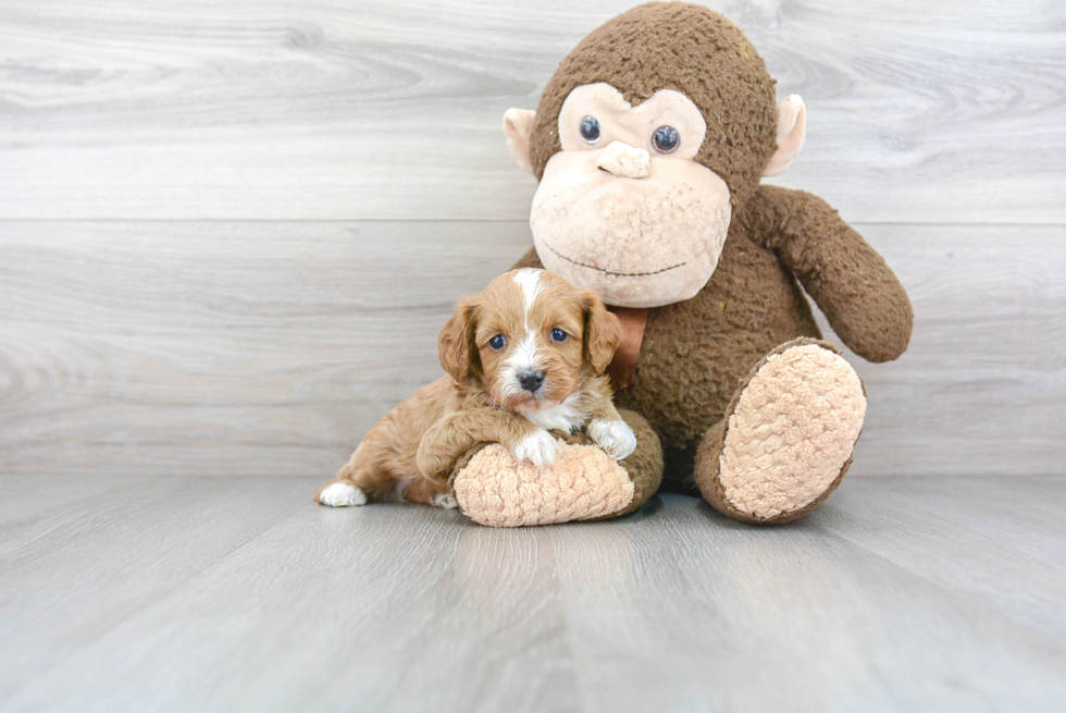 Fluffy Cavapoo Poodle Mix Pup