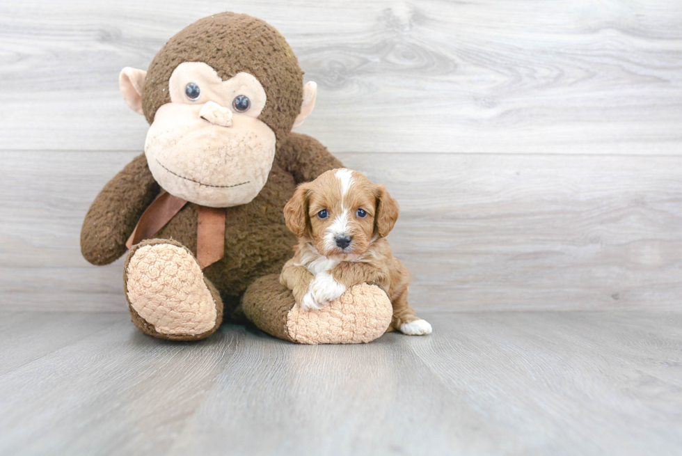 Playful Cavoodle Poodle Mix Puppy