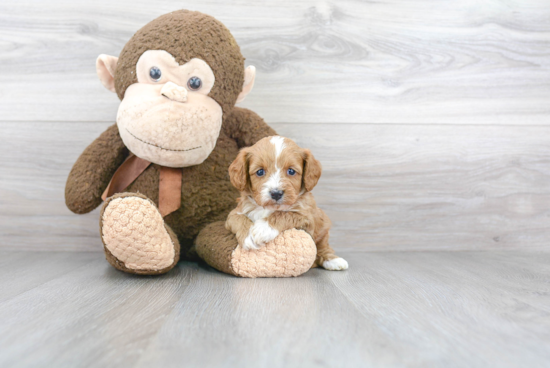 Playful Cavoodle Poodle Mix Puppy