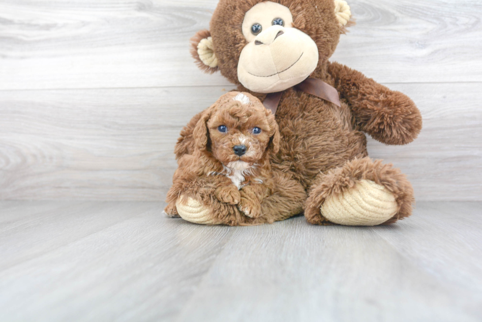 Fluffy Cavapoo Poodle Mix Pup