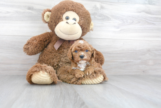 Cute Cavapoo Baby