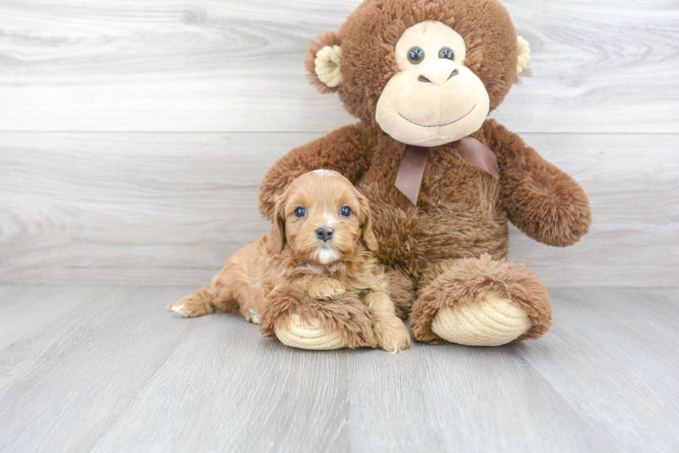 Happy Cavapoo Baby