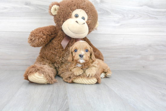 Cavapoo Puppy for Adoption