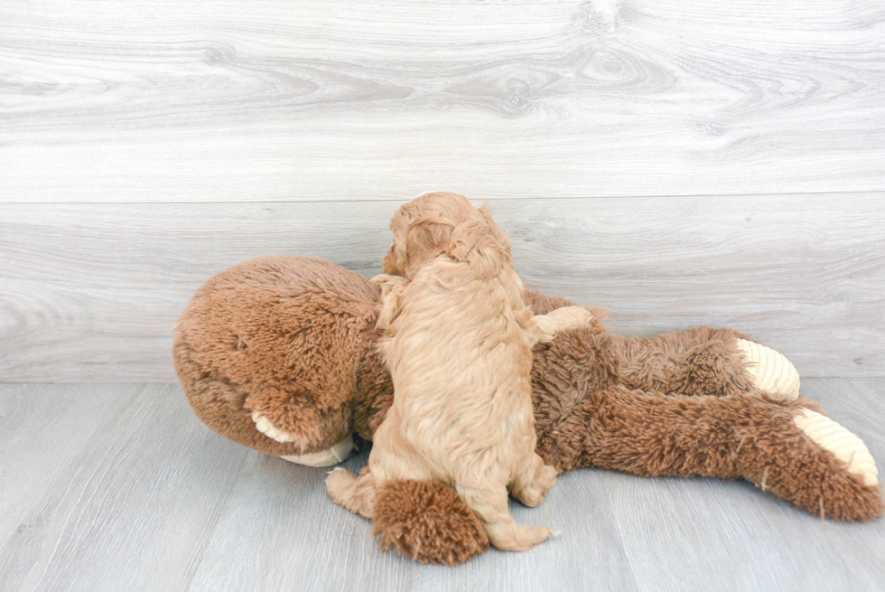 Cavapoo Pup Being Cute