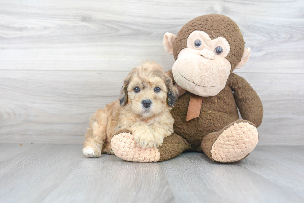 Happy Cavapoo Baby