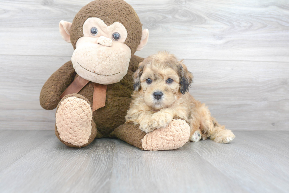 Cavapoo Pup Being Cute