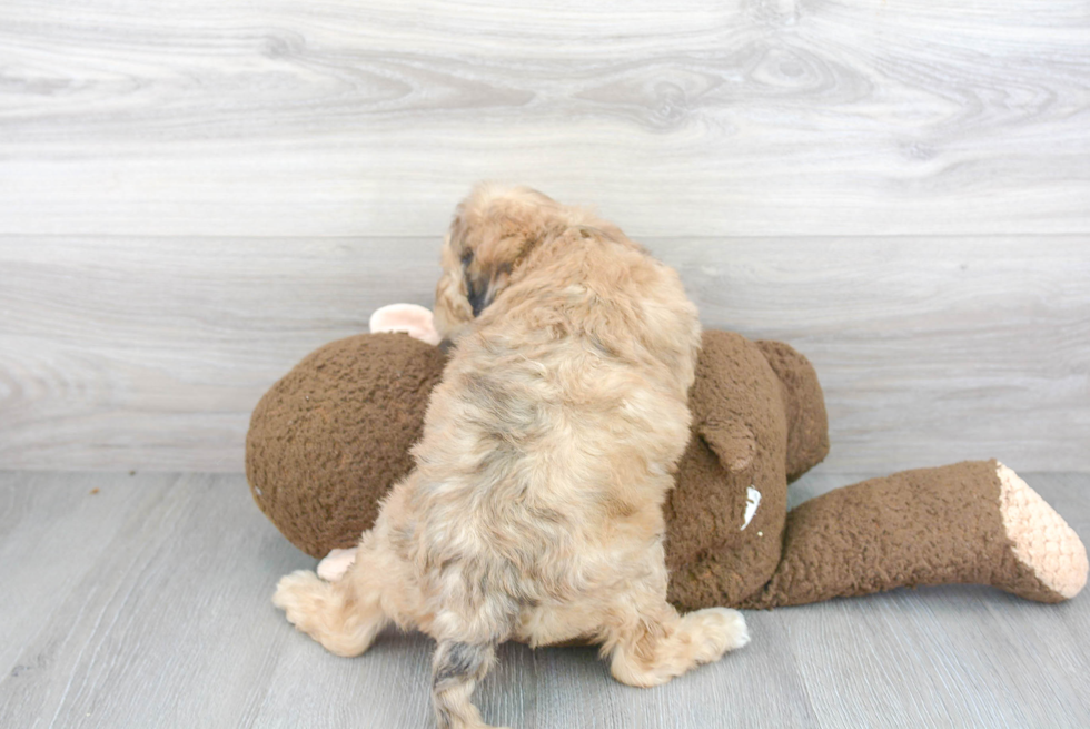 Happy Cavapoo Baby