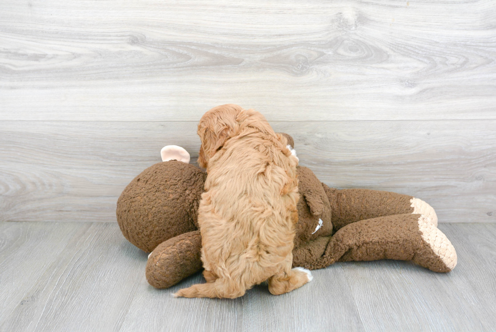 Sweet Cavapoo Baby